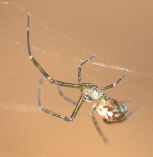 Leucauge dromedaria
